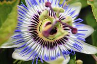 Passiflora-Blüte