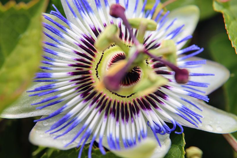 Passiflora-Blüte von Arie van Vugt