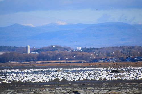 Sneeuwganzen op de rivier in de herfst