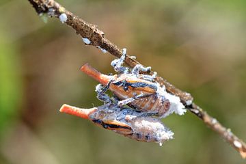 Zanna madagascariensis van Dennis van de Water