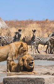 Löwenpaar an einem Wasserloch in Namibia, Afrika von Patrick Groß