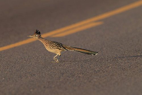 roadrunner" wegkoekoek (Geococcyx californianus), ook grote koekoek of grondkoekoek Nieuw-M