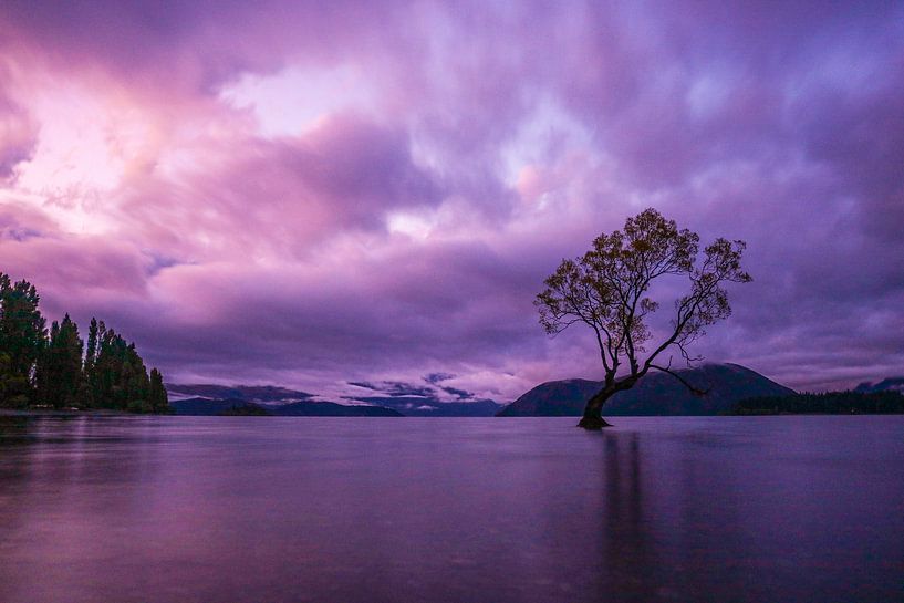 Pink by Paul Grünewald