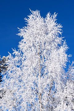 Winter witte boom tegen een blauwe lucht van Adelheid Smitt