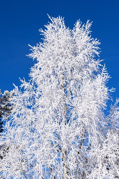 Winter white tree against a blue sky by Adelheid Smitt
