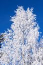 Winter white tree against a blue sky by Adelheid Smitt thumbnail