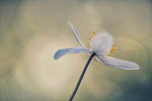 Bosanemoon II von Marcel Ohlenforst