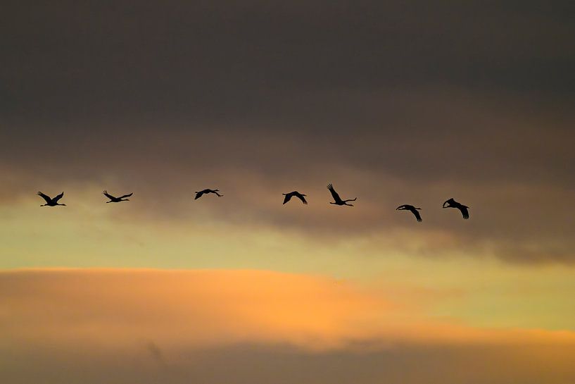 Kranichvögel fliegen während des Herbstzuges durch die Luft von Sjoerd van der Wal Fotografie