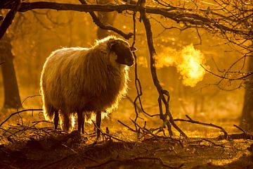 Schaap in ochtendzon op een koele morgen. van Andre Brasse Photography