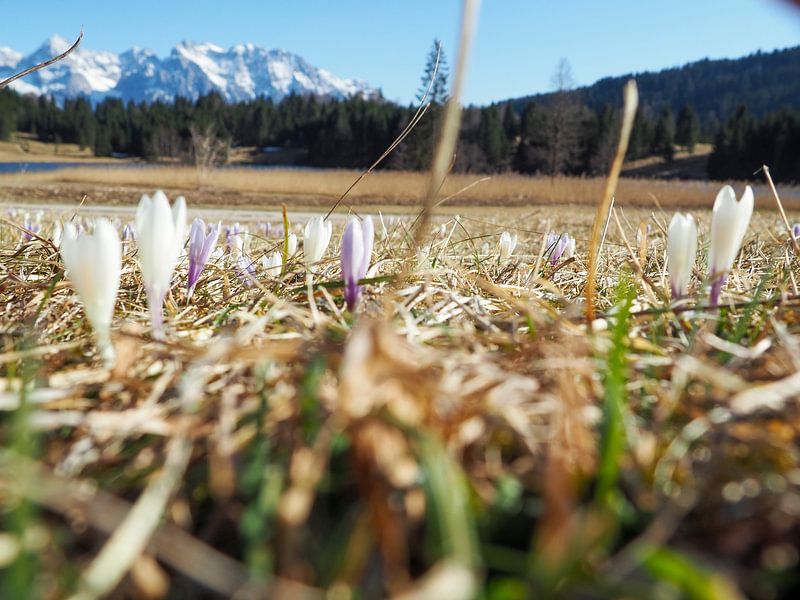 Spring magic at Lake Geroldsee - delicate crocus blossoms, calm water and an impressive mountain backdrop. A romantic Alpine motif full of colour and tranquillity. by Miriam Schwarzfischer Fotografie