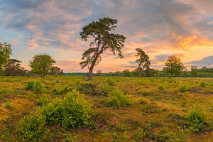 Sonnenaufgang im Nationalpark Drentsche Aa