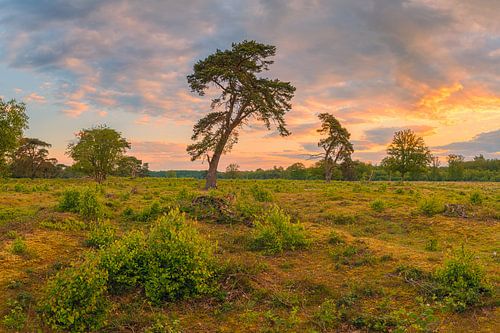 Zonsopkomst in het Nationale Park Drentsche Aa
