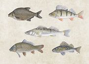 Collage de poissons d'eau douce par Jasper de Ruiter Aperçu