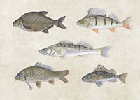 Collage aus Süßwasserfischen