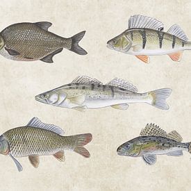 Collage de poissons d'eau douce sur Jasper de Ruiter