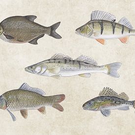 Collage van Zoetwatervissen  van Jasper de Ruiter