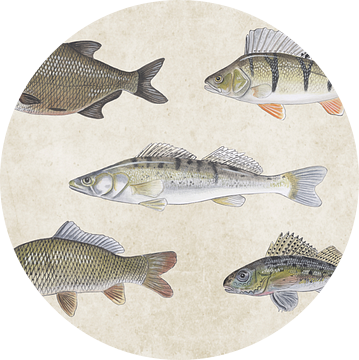 Collage van Zoetwatervissen  van Jasper de Ruiter