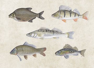 Collage aus Süßwasserfischen von Jasper de Ruiter