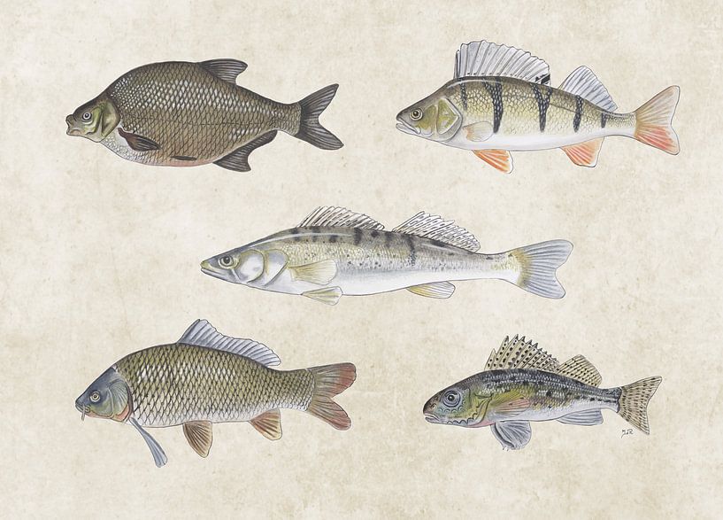 Collage de poissons d'eau douce par Jasper de Ruiter