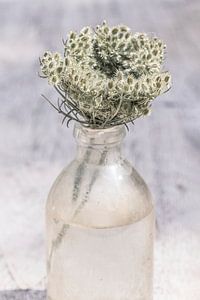 Die Einfachheit der Natur in einer Flasche