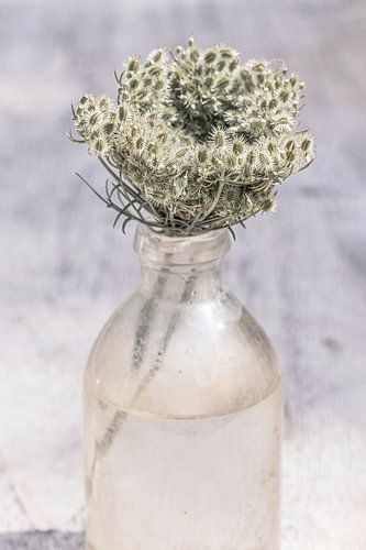 Die Einfachheit der Natur in einer Flasche