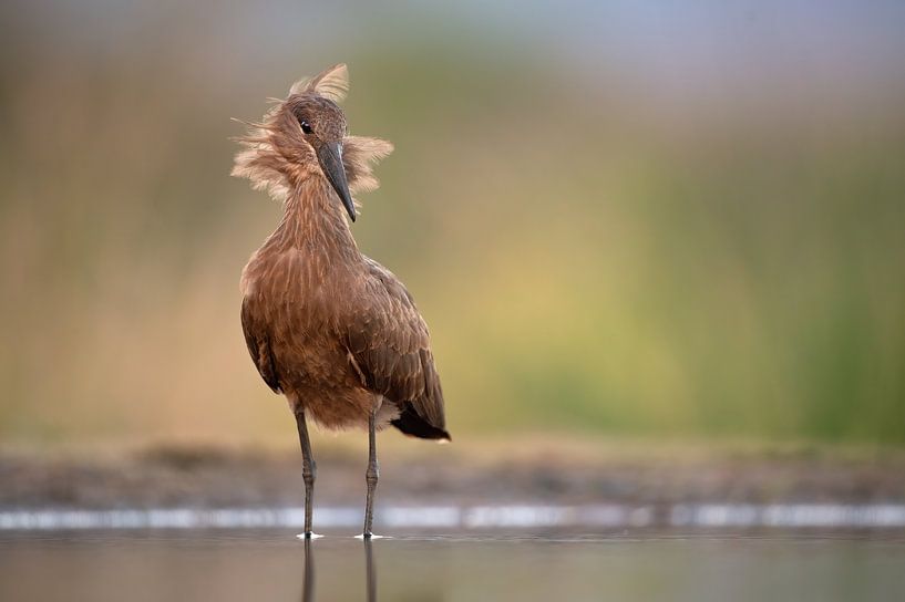 In the wind by Marco Pozzi