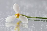 Sneeuwklokje (Galanthus 'Primrose Warburg) van Tamara Witjes thumbnail
