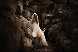 Louis sur Nanuq Dog Photography