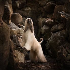 Louis by Nanuq Dog Photography