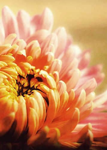 CHRYSANTHEMUM YELLOW v1