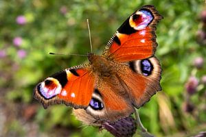 Macro-opname van kleurrijke vlinder Geïsoleerde pauwvlinder van Dieter Walther