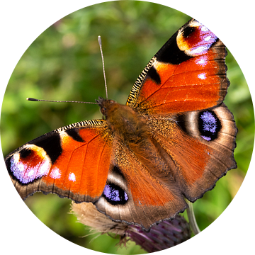Macro-opname van kleurrijke vlinder Geïsoleerde pauwvlinder van Dieter Walther