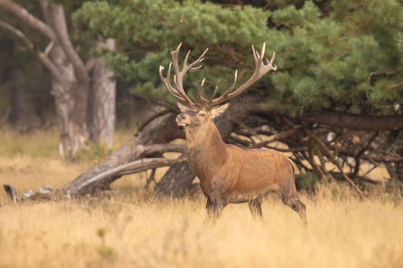 Deer on the Hoge Veluwe, rutting season by Gert Hilbink