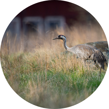 Common Crane ( Grus grus ) adult in breeding dress, walking through a high meadow, searching for foo van wunderbare Erde