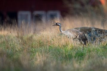 Common Crane ( Grus grus ) adult in breeding dress, walking through a high meadow, searching for foo van wunderbare Erde