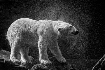 Polar bear shakes off.