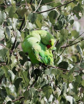 Preening Indian ring-neck parakeet in a birch tree by Bianca Wisseloo