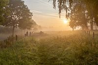 ein stimmungsvoller nebliger Morgen auf der Leiemeersen in Lauwe - Menen, Belgien.