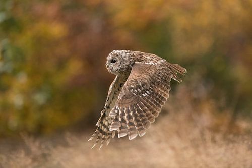 Bosuil ( Strix aluco ) vliegend over een weiland aan de rand van het bos, herfstkleuren, Europa.