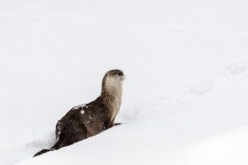 Otter in de sneeuw