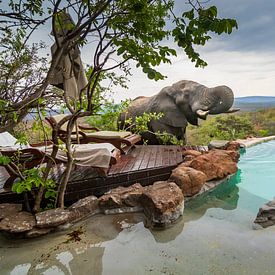 Drinking Elephant swimmingpool von Frans  de Best