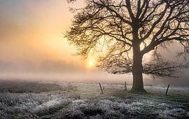 Traubeneiche im Nebel von Peschen Photography