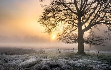 Wintereik in de mist van Peschen Photography