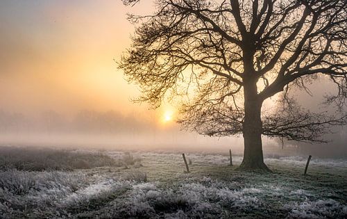 Wintereik in de mist