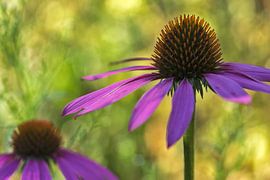 Zonnehoed von Desiree Adam-Vaassen