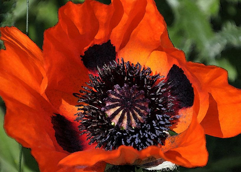 Mohnblumen 4 von Alex Neumayer