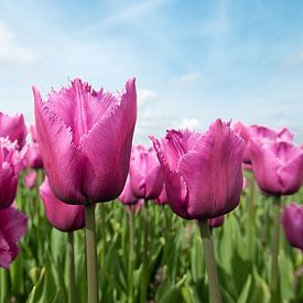 Louvre tulpen von Geke Willems