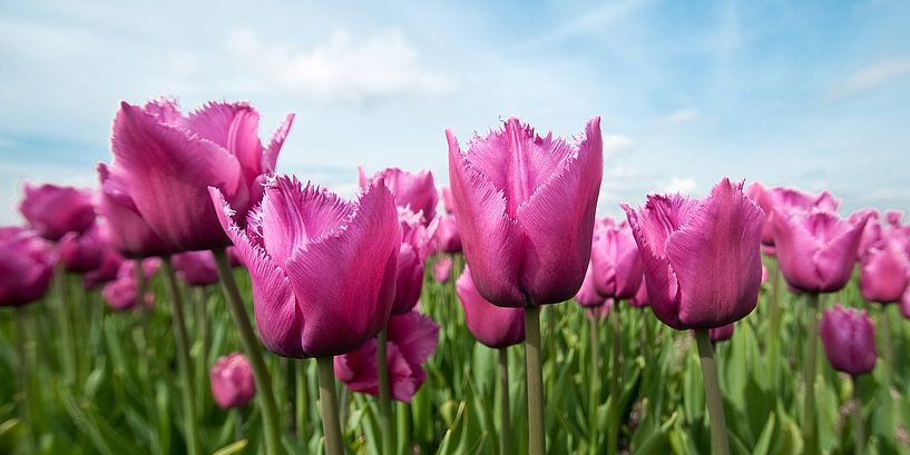 Louvre tulpen by Geke Willems