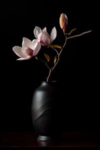 Magnolia's Mysterie
