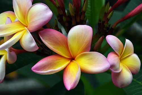 beautiful frangipani flowers